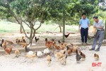 Cẩm Xuyên: Sản xuất nông nghiệp thân thiện môi trường “lên ngôi” 