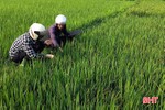"Tuyên chiến" với bệnh khô vằn gây hại lúa xuân