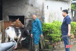 Huyện Kỳ Anh chú trọng “nâng chất” đàn bò 
