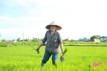 Nông dân Hà Tĩnh nhanh tay tỉa dặm, chăm sóc lúa hè thu