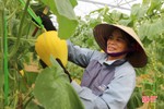 Nông dân Thạch Hội phát triển kinh tế nhờ trồng dưa lưới