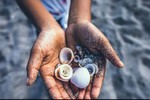 Lý do không nên lấy vỏ sò từ bãi biển