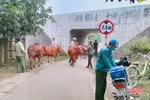 Vũ Quang tiêm phòng cho gần 53 nghìn con gia súc