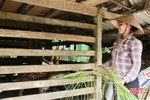 Nông dân Hà Tĩnh chủ động "chống nóng" cho vật nuôi