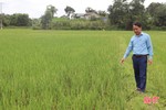 Thiếu nước, hơn 40 ha đất trồng lúa ở xã Quang Thọ không thể sản xuất vụ hè thu