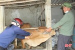 Lộc Hà hỗ trợ vắc xin và hóa chất chống viêm da nổi cục trên trâu bò