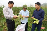 Hương Sơn mở rộng diện tích trồng ngô ngọt