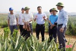 Hương Sơn sẽ trồng loại cây lọt top 50 trái cây đặc sản nổi tiếng nhất Việt Nam
