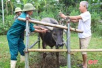 Hương Sơn: Tiêm vắc xin cho 204.089 gia súc, gia cầm