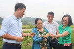 Vùng sản xuất lúa tập trung ở Hương Sơn đạt năng suất cao