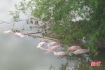 Sớm làm rõ nguyên nhân hàng chục con lợn chết bị vứt trôi sông 