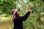 Mùa “gieo duyên” cho cây đặc sản của Hà Tĩnh