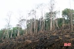 Gây cháy rừng, người đàn ông ở Hương Khê bị phạt 90 triệu đồng