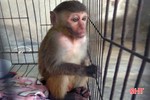 1 người dân ở Cẩm Xuyên bàn giao cá thể khỉ vàng