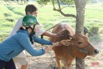 UBND tỉnh chỉ đạo tăng cường tiêm vắc xin phòng bệnh cho đàn vật nuôi