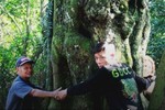 3 người mới ôm nổi cây thị gần 500 năm tuổi ở Hà Tĩnh