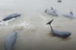 Ngư dân Hà Tĩnh đánh bắt được gần 20 con cá lạ