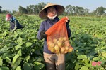 Cà dừa Thượng Lộc được mùa, được giá