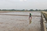 Sớm hoàn thành thu hoạch lúa xuân, Can Lộc đã xuống giống hè thu