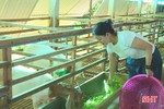 Nông dân Hương Sơn giảm nghèo bền vững từ nuôi dê