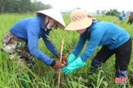 Gần 8.000 cây xanh cải tạo sinh thái vùng sông Đông