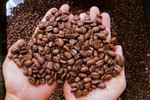 Giá cà phê thế giới chưa hạ nhiệt, giá cà phê trong nước quay đầu tăng