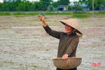 Cẩm Xuyên hoàn thành gieo cấy lúa hè thu trước khung thời vụ 1 tuần