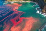 Thủy triều đỏ có thể xuất hiện ngay trong bể cá cảnh nhà bạn