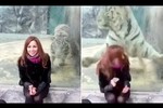 Video: Lao đến vồ cô gái, hổ bị đập mặt vào cửa kính