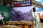 Singapore tiêu hủy gần 8 tấn ngà voi trị giá 9,6 triệu USD