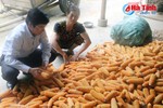 Mitraco Hà Tĩnh thu mua nông sản cho nông dân Hương Khê