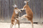 Clip Kangaroo đánh nhau như võ sĩ quyền anh