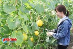 Nền móng phát triển nông nghiệp sạch ở Hà Tĩnh