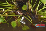 Hiện tượng cá chết trên sông Cày là do sốc nước?