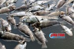 Cá, hàu của HTX Hợp Lực chết hàng loạt tại Cửa Sót