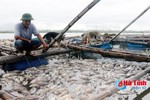 Hơn 60 tấn hàu, cá của HTX Hợp Lực bị chết do sốc nước ngọt