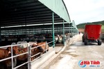 Dự án bò Bình Hà: Kỳ vọng “đầu kéo” tái cơ cấu ngành chăn nuôi