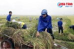 Tuổi trẻ Can Lộc "đội mưa" giúp dân thu hoạch lúa hè thu