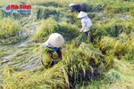 Không kịp "chạy lũ", nhà nông Hà Tĩnh nẫu ruột nhìn lúa nảy mầm