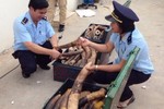 Bắt giữ 308 kg ngà voi tại sân bay Nội Bài