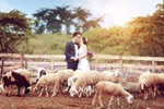 4 cánh đồng cừu đẹp đến mê hồn ở Việt Nam