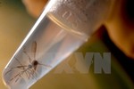 Mỹ phân bổ khoản ngân sách 1,1 tỷ USD cho phòng chống virus Zika