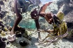 Những thợ săn bạch tuộc ở Zanzibar