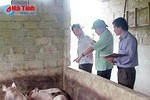 83 con lợn ở Hương Trạch chết chưa rõ nguyên nhân