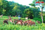 Hương Sơn thu trăm tỷ từ nghề nuôi hươu truyền thống