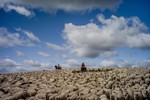 Cuộc sống chăn cừu ở nơi "tận cùng" của thế giới
