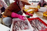 Ngư dân Hà Tĩnh trúng đậm cá cháo đầu mùa