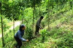 Cho rừng thêm xanh (bài 1): Khi nông dân làm chủ rừng