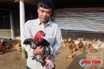 Thu tiền tỷ từ nuôi gà Đông Tảo