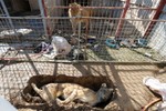 [Photo] Động vật bị bỏ đói đến chết trong sở thú ở Mosul